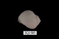 藏品(紫口珊瑚螺)的圖片